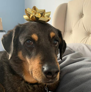 Meet your Posher, Katie